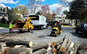 Trusted Spurgeon, TN Tree Removal Experts