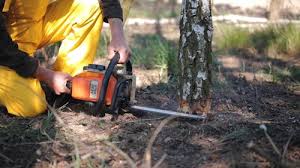 Best Storm Damage Tree Cleanup  in Spurgeon, TN