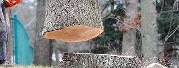 Best Tree Trimming and Pruning  in Spurgeon, TN