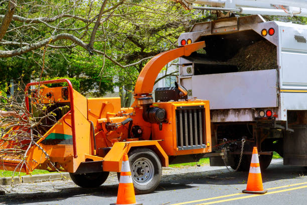 Best Stump Grinding and Removal  in Spurgeon, TN