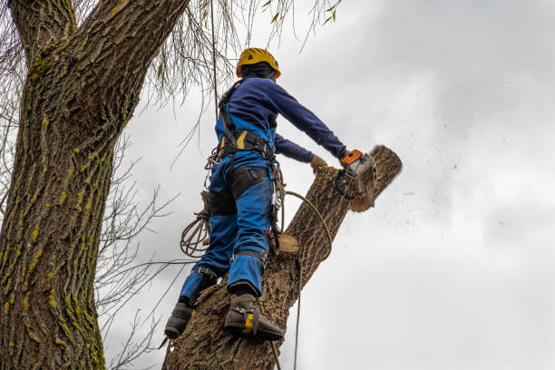 Best Arborist Consultation Services  in Spurgeon, TN
