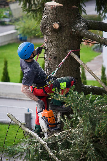 Best Palm Tree Trimming  in Spurgeon, TN