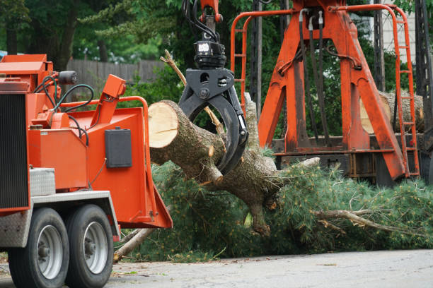 Best Lawn Watering Services  in Spurgeon, TN