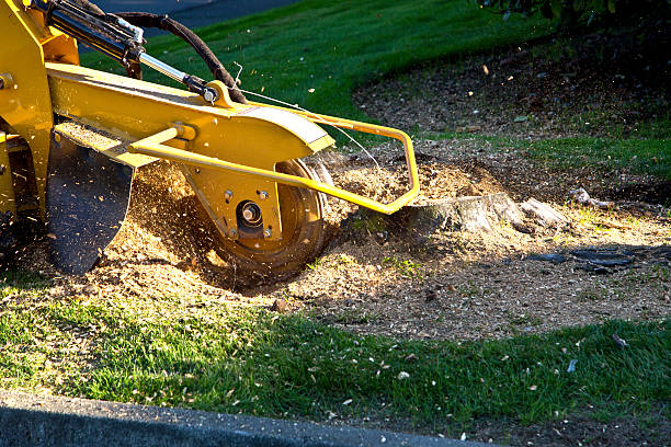 Best Tree Preservation Services  in Spurgeon, TN