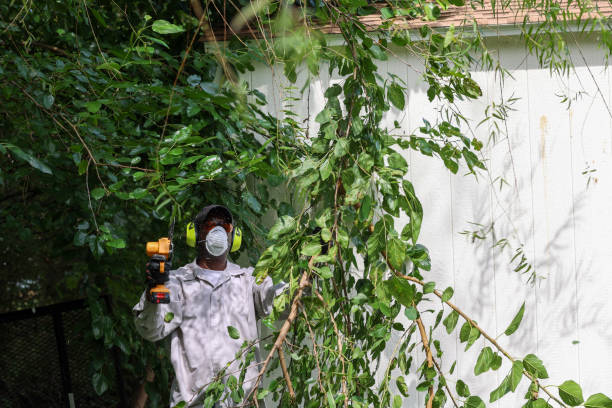 How Our Tree Care Process Works  in  Spurgeon, TN