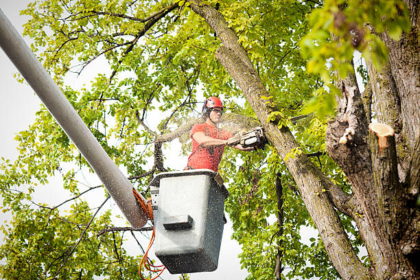  Spurgeon, TN Tree Removal Pros